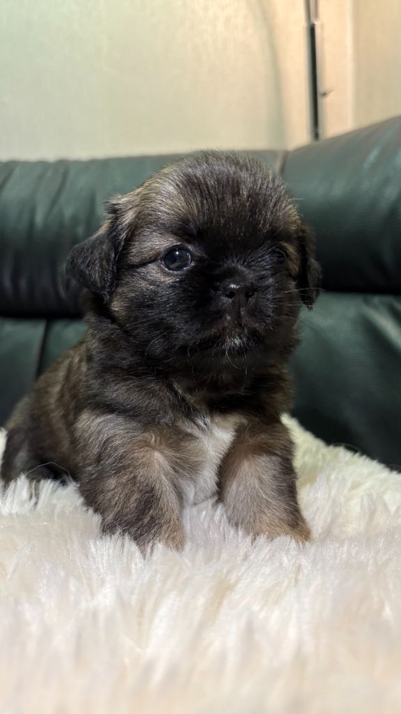 Olivia Balland - Chiots disponibles - Epagneul tibetain