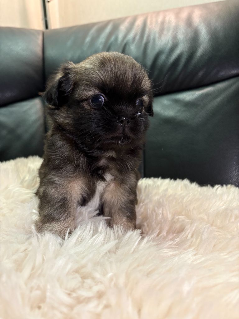 Olivia Balland - Chiots disponibles - Epagneul tibetain